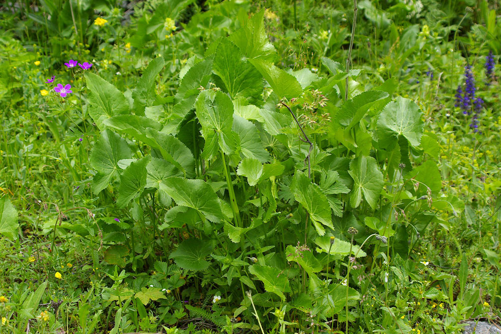 Eryngium alpinum / Regina delle Alpi